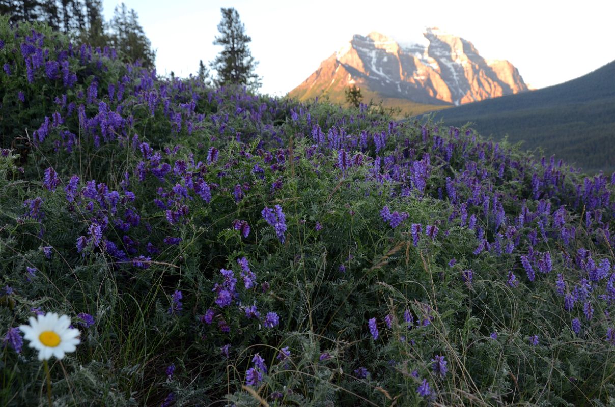 10 Wildflowers With Mount Temple Beyond Up From Lake Louise Village